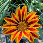 Gazania 'BIG Kiss Yellow Flame'