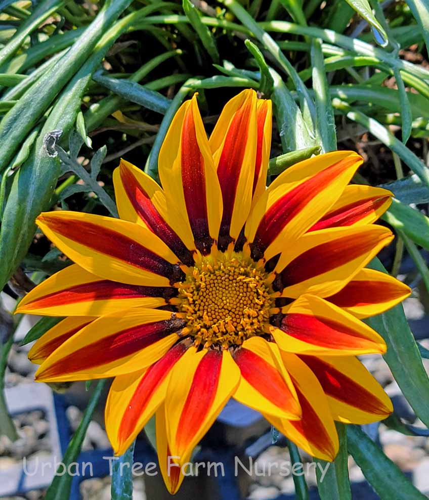 Gazania-BIG-Kiss-Yellow-Flame Gazania 'BIG Kiss Yellow Flame' - Image 1
