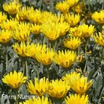Gazania 'Clump Yellow'