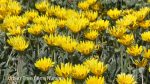 Gazania 'Clump Yellow'