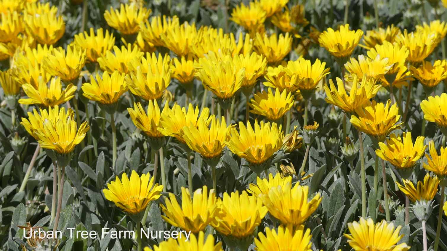 Gazania-Clump-Yellow-a Gazania 'Clump Yellow' - Image 1