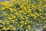 Gazania 'Clump Yellow' - Image 2