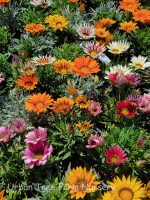 Gazania 'BIG Kiss Mix' - Image 2