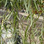 Geijera parviflora LOW BRANCH