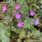 Geranium 'Bertie Crug'