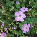 Geranium 'Bloomtime'