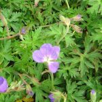 Geranium 'Brookside'