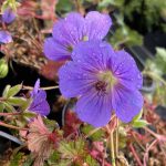 Geranium 'Rozanne'