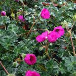 Geranium cinereum subcaulescens