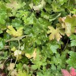 Geranium macrorrhizum 'Ingwersen's'