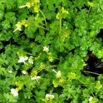 Geranium macrorrhizum 'White Ness'