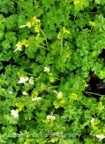 Geranium macrorrhizum 'White Ness'