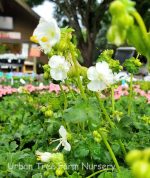 Geranium macrorrhizum 'White Ness' - Image 2