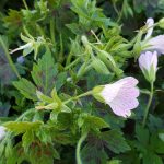 Geranium oxonianum 'Katherine Adele'