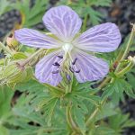 Geranium pratense 'Mrs. Kendall Clark'