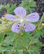 Geranium pratense 'Mrs. Kendall Clark'