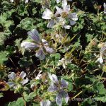 Geranium renardii