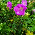 Geranium sanguineum 'Max Frei'