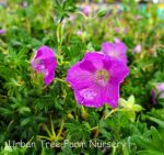 Geranium sanguineum 'Max Frei' - Image 2