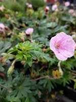 Geranium sanguineum 'Striatum' - Image 2