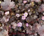 Geranium x antipodeum 'Chocolate Candy'