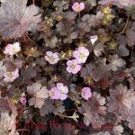 Geranium x antipodeum 'Chocolate Candy'