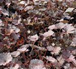 Geranium x antipodeum 'Chocolate Candy' - Image 2