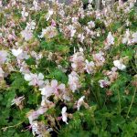 Geranium x cantabrigiense 'Biokovo'