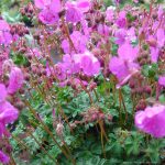 Geranium x cantabrigiense 'Westray'