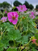 Geranium x riversleaianum 'Mavis Simpson'