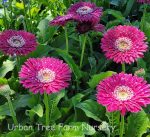 Gerbera 'Garvinea Majestic Burgndy'