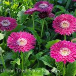 Gerbera 'Garvinea Majestic Burgndy'