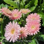 Gerbera 'Garvinea Majestic Light Pink'