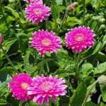 Gerbera 'Garvinea Majestic Purple'