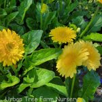 Gerbera 'Garvinea Majestic Yellow'