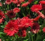 Gerbera 'Garvinea Sweet Love'