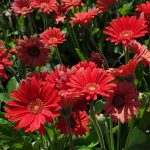 Gerbera 'Garvinea Sweet Love'