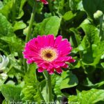 Gerbera 'Garvinea Sweet Spice'