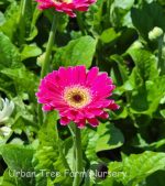 Gerbera 'Garvinea Sweet Spice'