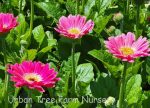 Gerbera 'Garvinea Sweet Spice' - Image 2