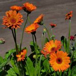 Gerbera 'Garvinea Sweet Sunset'