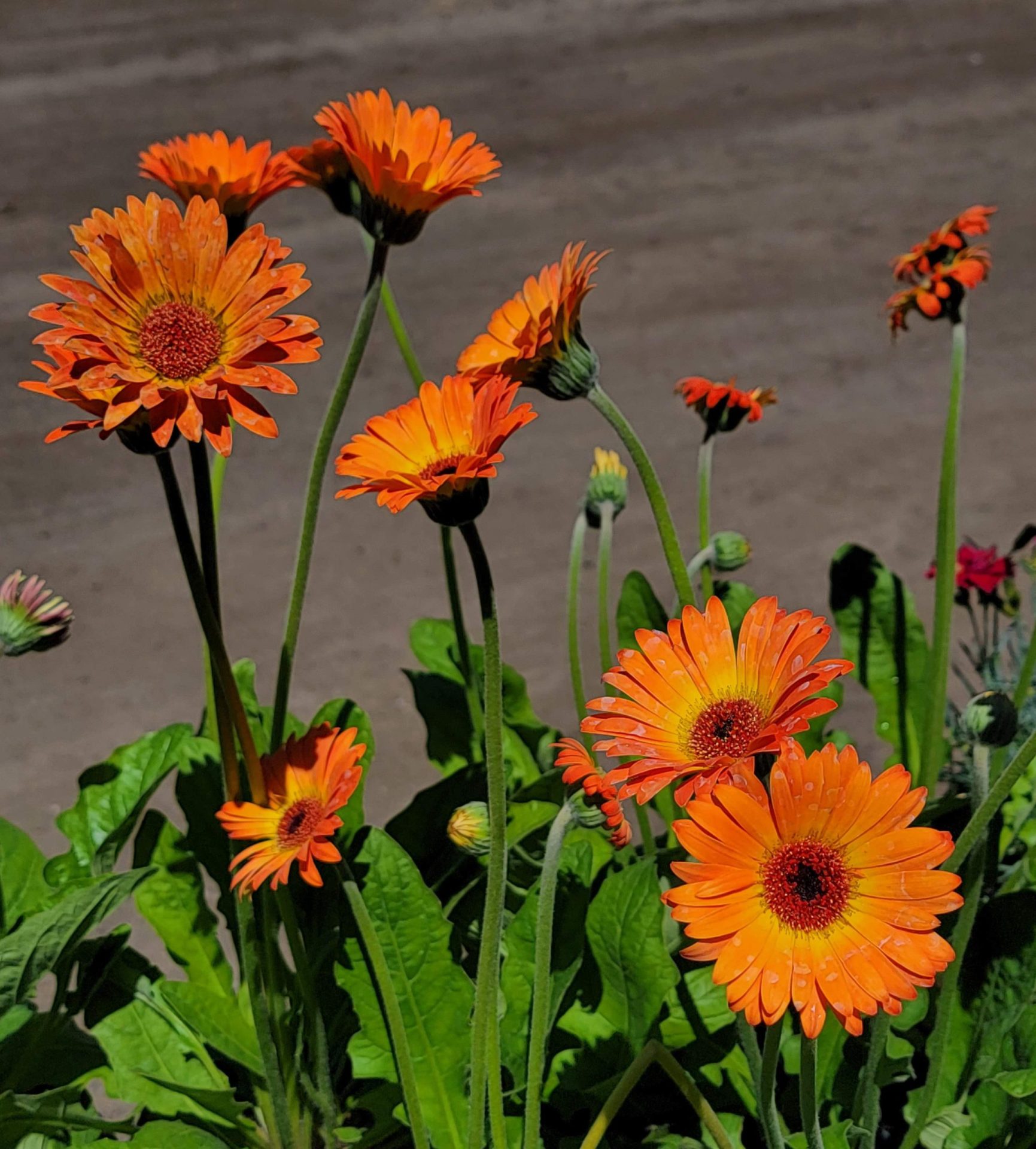Gerbera-Garvinea-Sweet-Sunset-a Gerbera 'Garvinea Sweet Sunset' - Image 1