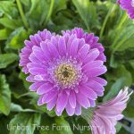 Gerbera 'Garvinea Sweet Surprise'