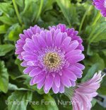 Gerbera 'Garvinea Sweet Surprise'