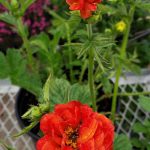 Geum x 'Double Bloody Mary'
