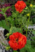 Geum x 'Double Bloody Mary'