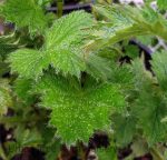 Geum x 'Double Bloody Mary' - Image 2