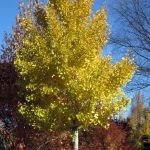Ginkgo biloba 'Autumn Gold'