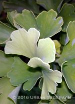 Ginkgo biloba 'Mariken' - Image 2