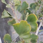 Ginkgo biloba 'Mariken'